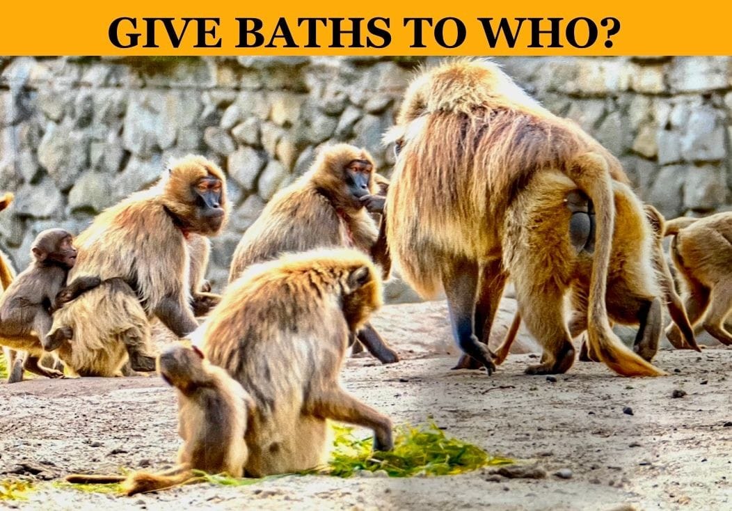 Gorillas, Chimpanzees, Chimps, washing, zoo, animals, primates, cleaning